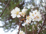 近所の桜