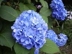 紫陽花