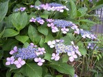 花、名前は知らない。