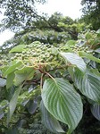 木の実