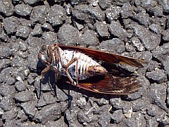 死んだセミ